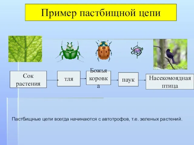 Сок растения тля Божья коровка паук Насекомоядная птица Пример пастбищной цепи