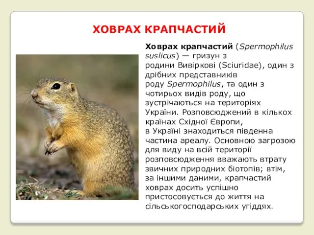 ХОВРАХ КРАПЧАСТИЙ Ховрах крапчастий (Spermophilus suslicus) — гризун з родини Вивіркові