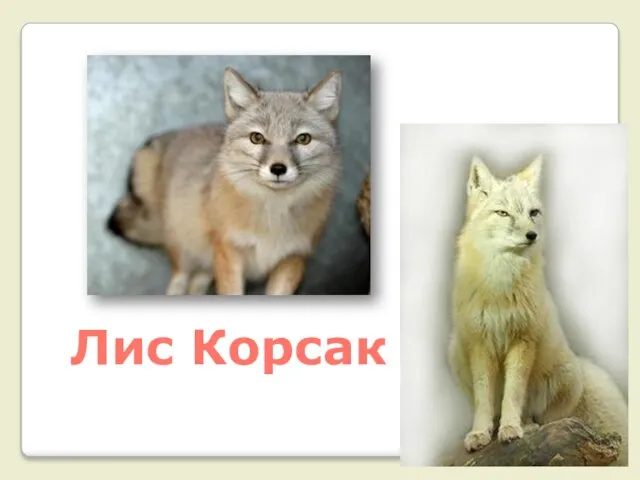 Лис Корсак