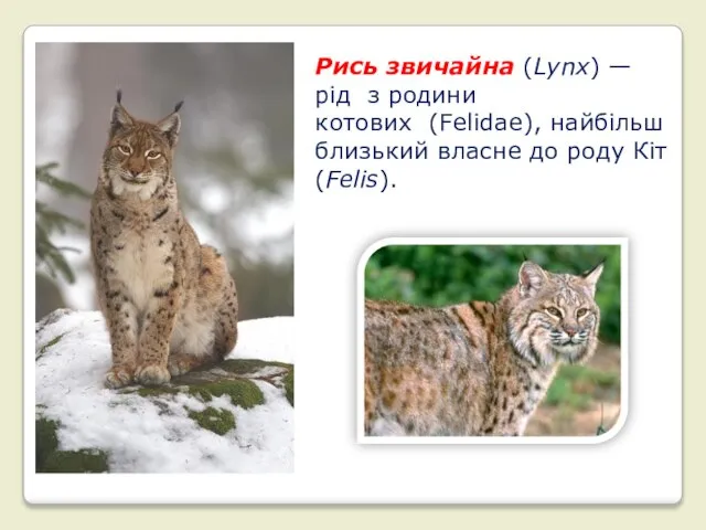 Рись звичайна (Lynx) — рід з родини котових (Felidae), найбільш близький власне до роду Кіт (Felis).