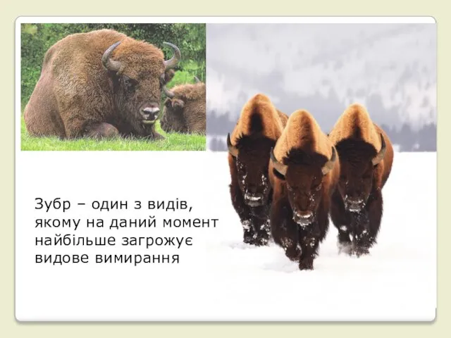 Зубр – один з видів, якому на даний момент найбільше загрожує видове вимирання