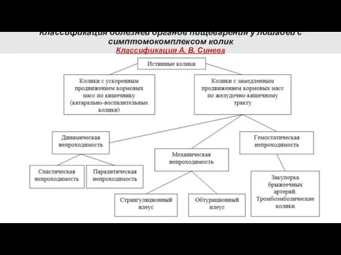 Классификация болезней органов пищеварения у лошадей с симптомокомплексом колик Классификация А. В. Синева