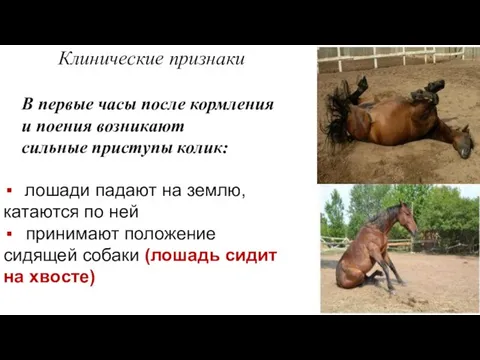 Клинические признаки В первые часы после кормления и поения возникают сильные