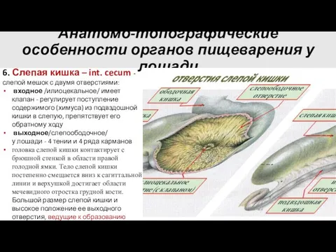 Анатомо-топографические особенности органов пищеварения у лошади 6. Слепая кишка – int.