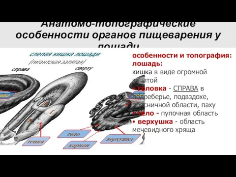 Анатомо-топографические особенности органов пищеварения у лошади особенности и топография: лошадь: кишка