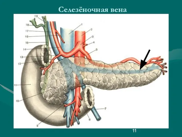 Селезёночная вена