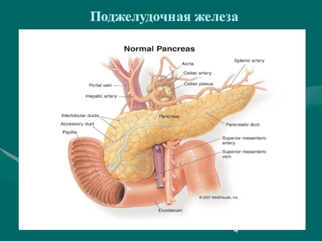 Поджелудочная железа