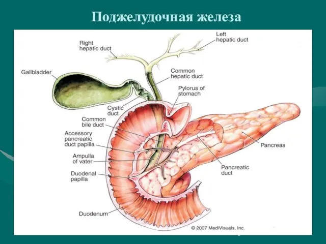 Поджелудочная железа