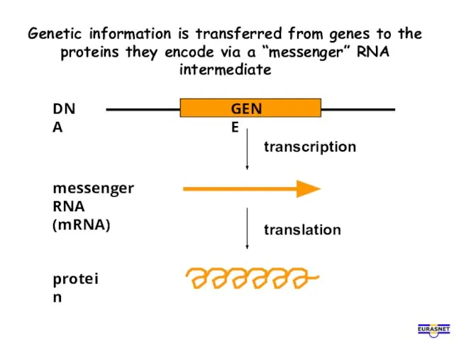 Genetic information is transferred from genes to the proteins they encode via a “messenger” RNA intermediate