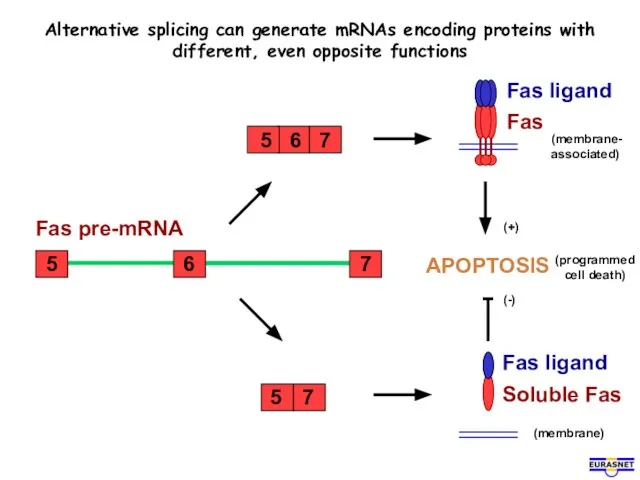 APOPTOSIS Alternative splicing can generate mRNAs encoding proteins with different, even