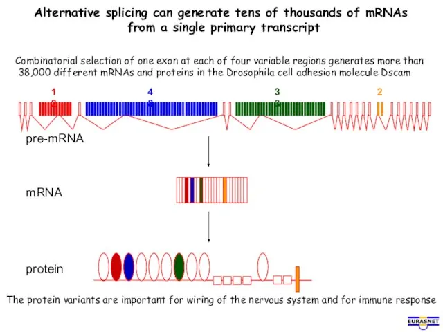 Alternative splicing can generate tens of thousands of mRNAs from a