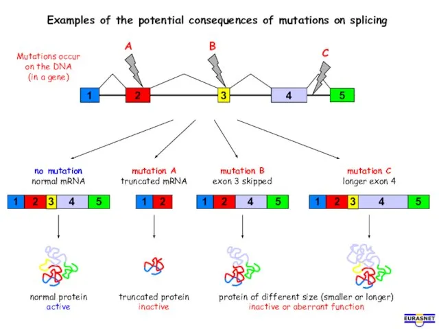 Examples of the potential consequences of mutations on splicing Mutations occur