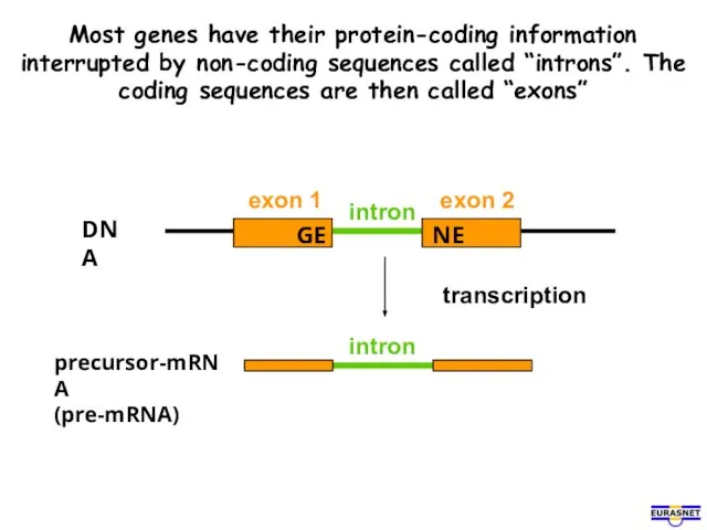 Most genes have their protein-coding information interrupted by non-coding sequences called