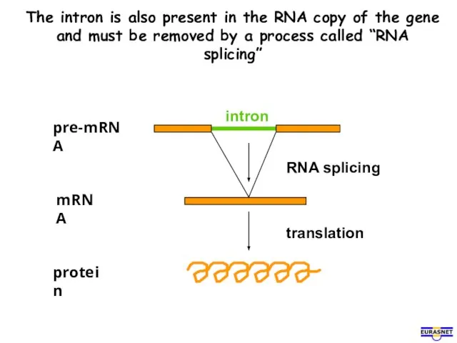 The intron is also present in the RNA copy of the