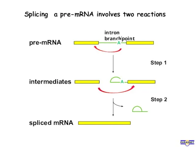 Splicing a pre-mRNA involves two reactions pre-mRNA intron branchpoint A