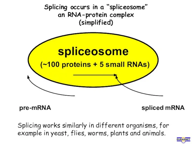 Splicing occurs in a “spliceosome” an RNA-protein complex (simplified) spliceosome (~100