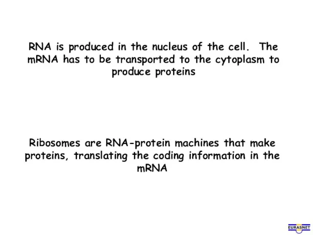 RNA is produced in the nucleus of the cell. The mRNA