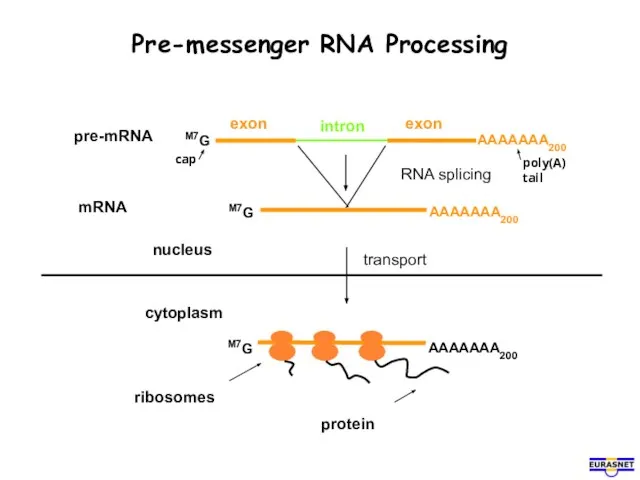 Pre-messenger RNA Processing cytoplasm nucleus cap poly(A) tail