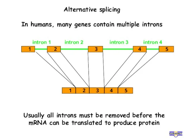 Alternative splicing In humans, many genes contain multiple introns Usually all