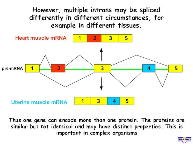 However, multiple introns may be spliced differently in different circumstances, for