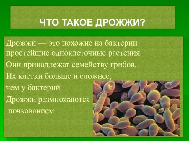 ЧТО ТАКОЕ ДРОЖЖИ? Дрожжи — это похожие на бактерии простейшие одноклеточные