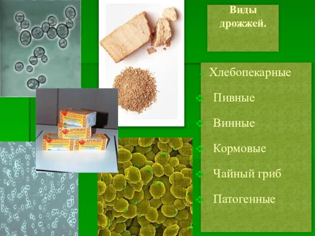 Виды дрожжей. Хлебопекарные Пивные Винные Кормовые Чайный гриб Патогенные