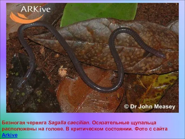 Безногая червяга Sagalla caecilian. Осязательные щупальца расположены на голове. В критическом состоянии. Фото с сайта Arkive