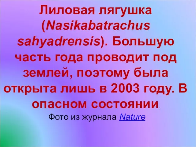 Лиловая лягушка (Nasikabatrachus sahyadrensis). Большую часть года проводит под землей, поэтому