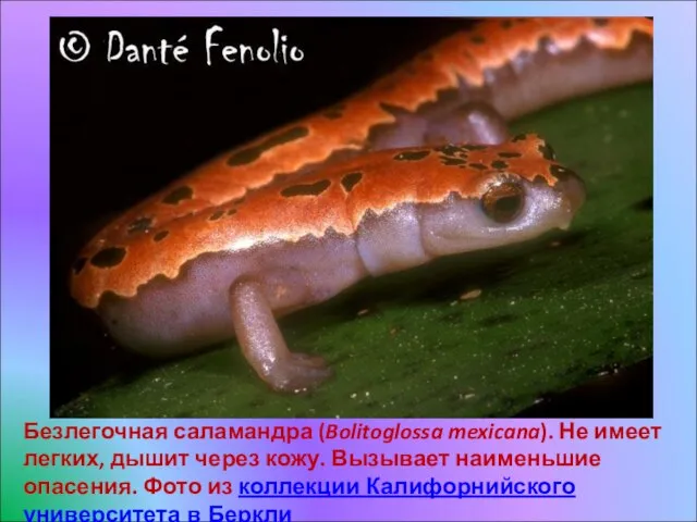Безлегочная саламандра (Bolitoglossa mexicana). Не имеет легких, дышит через кожу. Вызывает