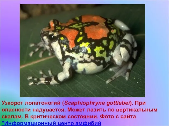 Узкорот лопатоногий (Scaphiophryne gottlebei). При опасности надувается. Может лазить по вертикальным