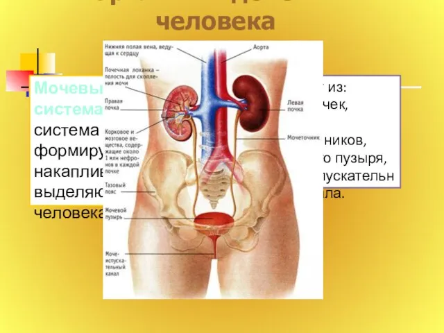 Мочевыделительная система человека-система органов, формирующих, накапливающих и выделяющих мочу у человека.