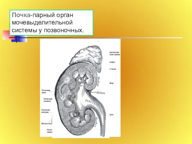 Почка-парный орган мочевыделительной системы у позвоночных.