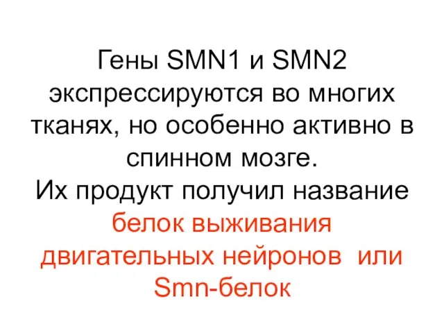 Гены SMN1 и SMN2 экспрессируются во многих тканях, но особенно активно