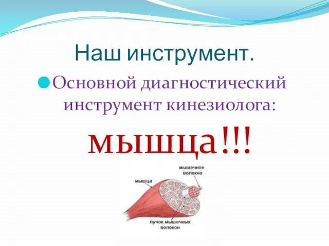 Наш инструмент. Основной диагностический инструмент кинезиолога: мышца!!!