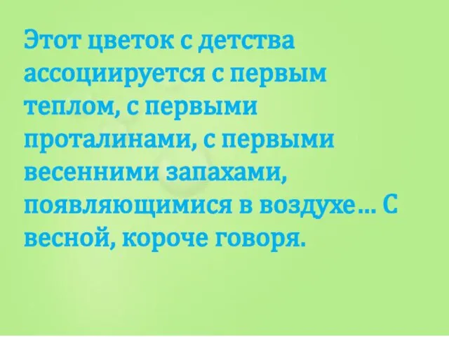 Этот цветок с детства ассоциируется с первым теплом, с первыми проталинами,