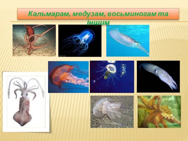 Кальмарам, медузам, восьминогам та іншим