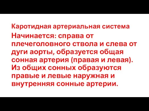 Каротидная артериальная система Начинается: справа от плечеголовного ствола и слева от