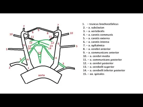 – truncus brachocefalicus 2. – a. subclavian 3. – a. vertebralis