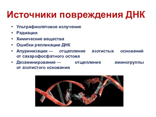 Источники повреждения ДНК Ультрафиолетовое излучение Радиация Химические вещества Ошибки репликации ДНК