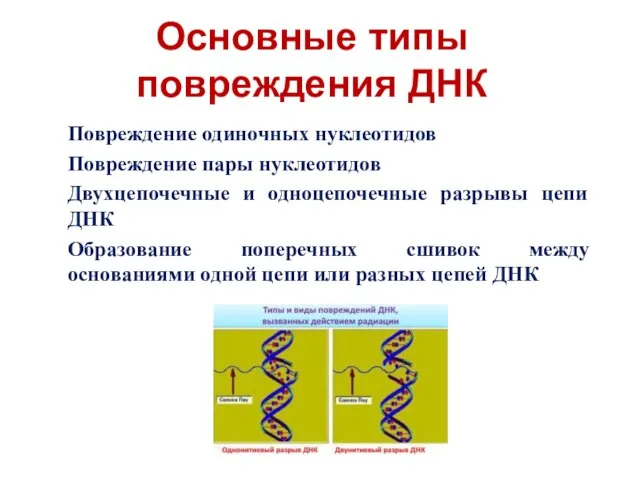 Основные типы повреждения ДНК Повреждение одиночных нуклеотидов Повреждение пары нуклеотидов Двухцепочечные