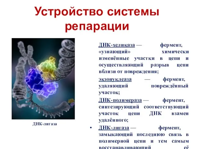 Устройство системы репарации ДНК-хеликаза — фермент, «узнающий» химически изменённые участки в