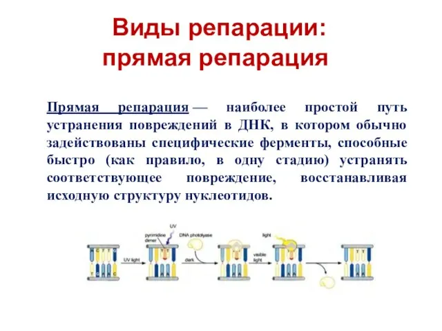 Виды репарации: прямая репарация Прямая репарация — наиболее простой путь устранения