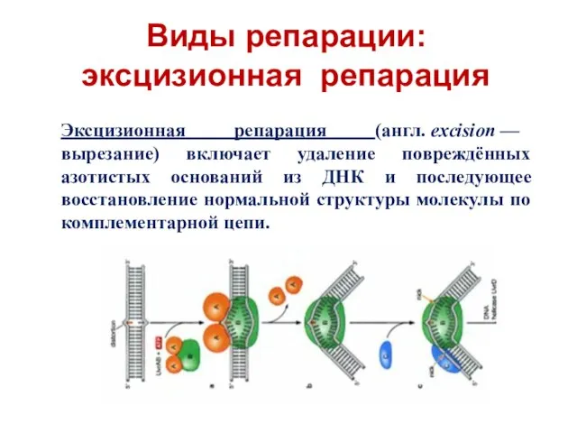 Виды репарации: эксцизионная репарация Эксцизионная репарация (англ. excision — вырезание) включает