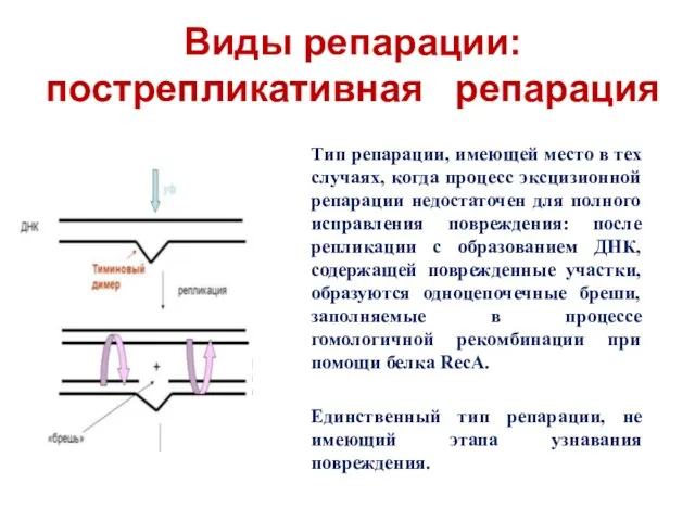 Виды репарации: пострепликативная репарация Tип репарации, имеющей место в тех случаях,