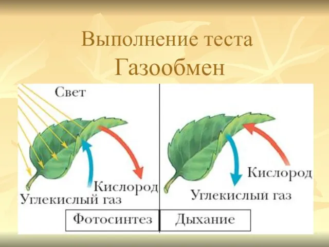 Выполнение теста Газообмен