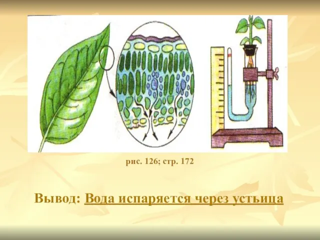 Вывод: Вода испаряется через устьица рис. 126; стр. 172