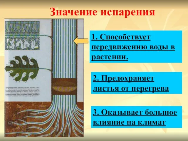 Значение испарения 1. Способствует передвижению воды в растении. 2. Предохраняет листья