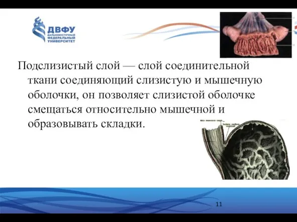 Подслизистый слой — слой соединительной ткани соединяющий слизистую и мышечную оболочки,