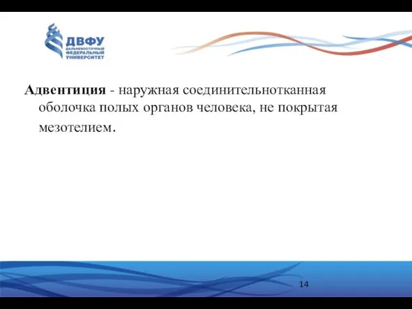 Адвентиция - наружная соединительнотканная оболочка полых органов человека, не покрытая мезотелием.