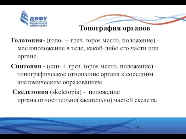 Топография органов Голотопия- (голо- + греч. topos место, положение) - местоположение